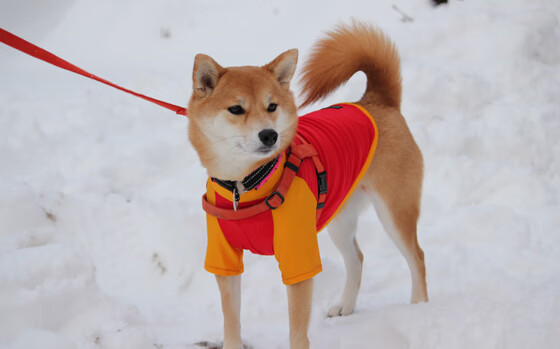 KAIYUN 中国大陆-“中超联赛战火再燃，豪门争锋燃爆绿茵场”，中超传统豪门