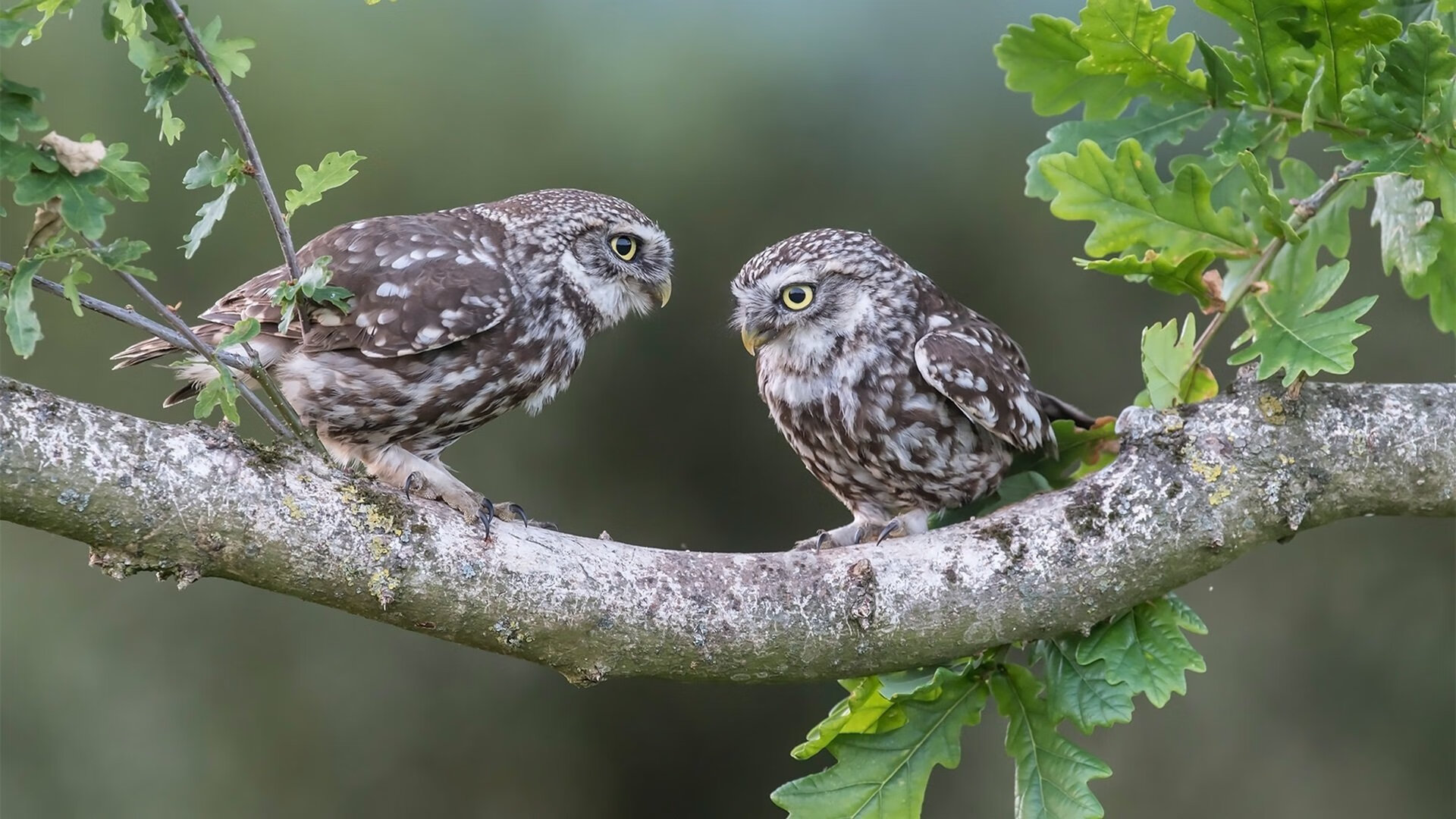 开云中国-布莱顿客场失利阿斯顿维拉,球队信心大伤,阿斯顿维拉对莱斯特城