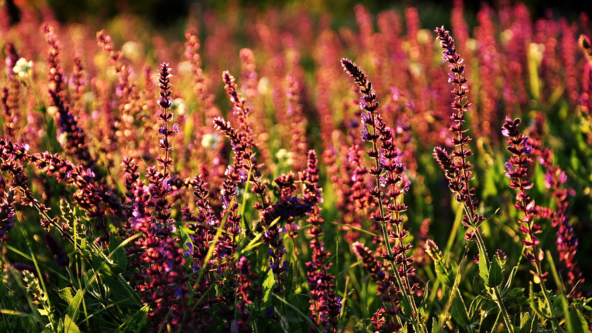 开云网页版-重要赛事在即，体育界关注度高涨，当前体育界的热点话题