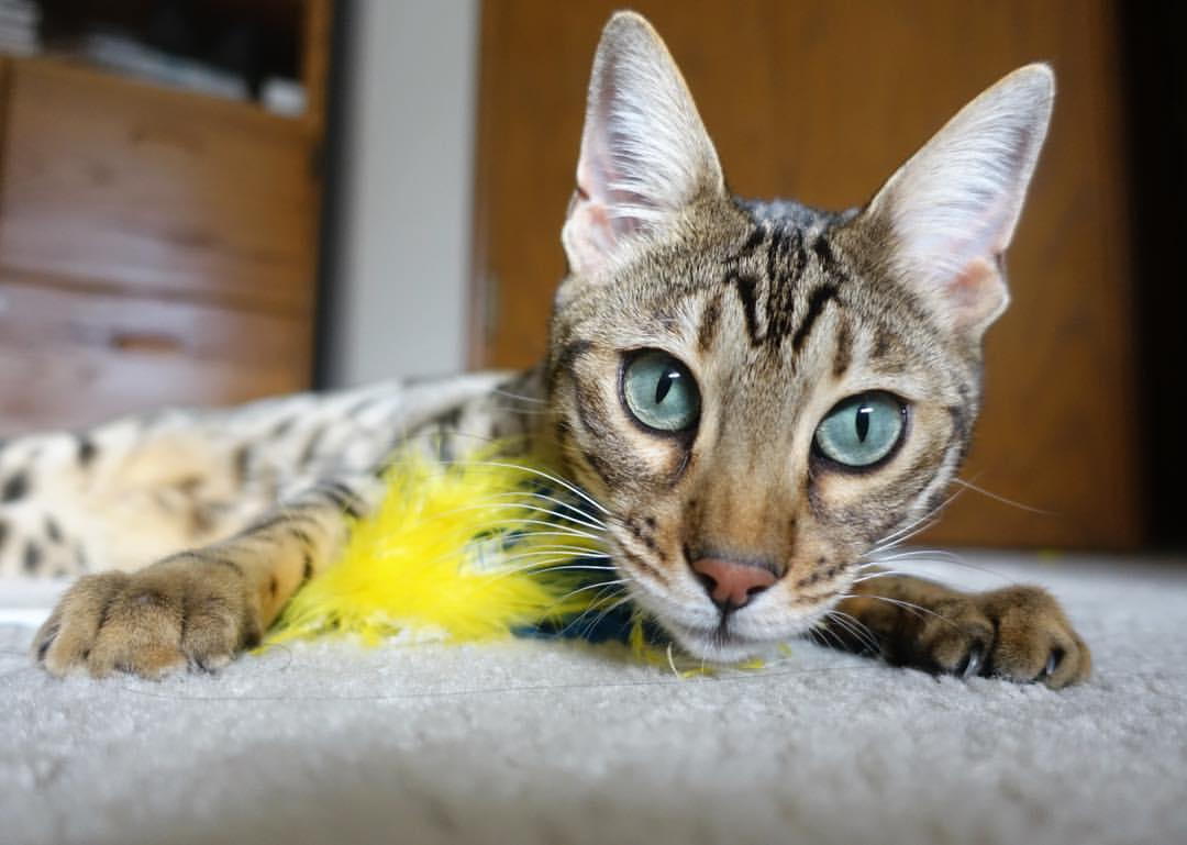 开云·Kaiyun网页版-阿贾克斯逆转狂飙，晋级四强佳音令人振奋，0203阿贾克斯