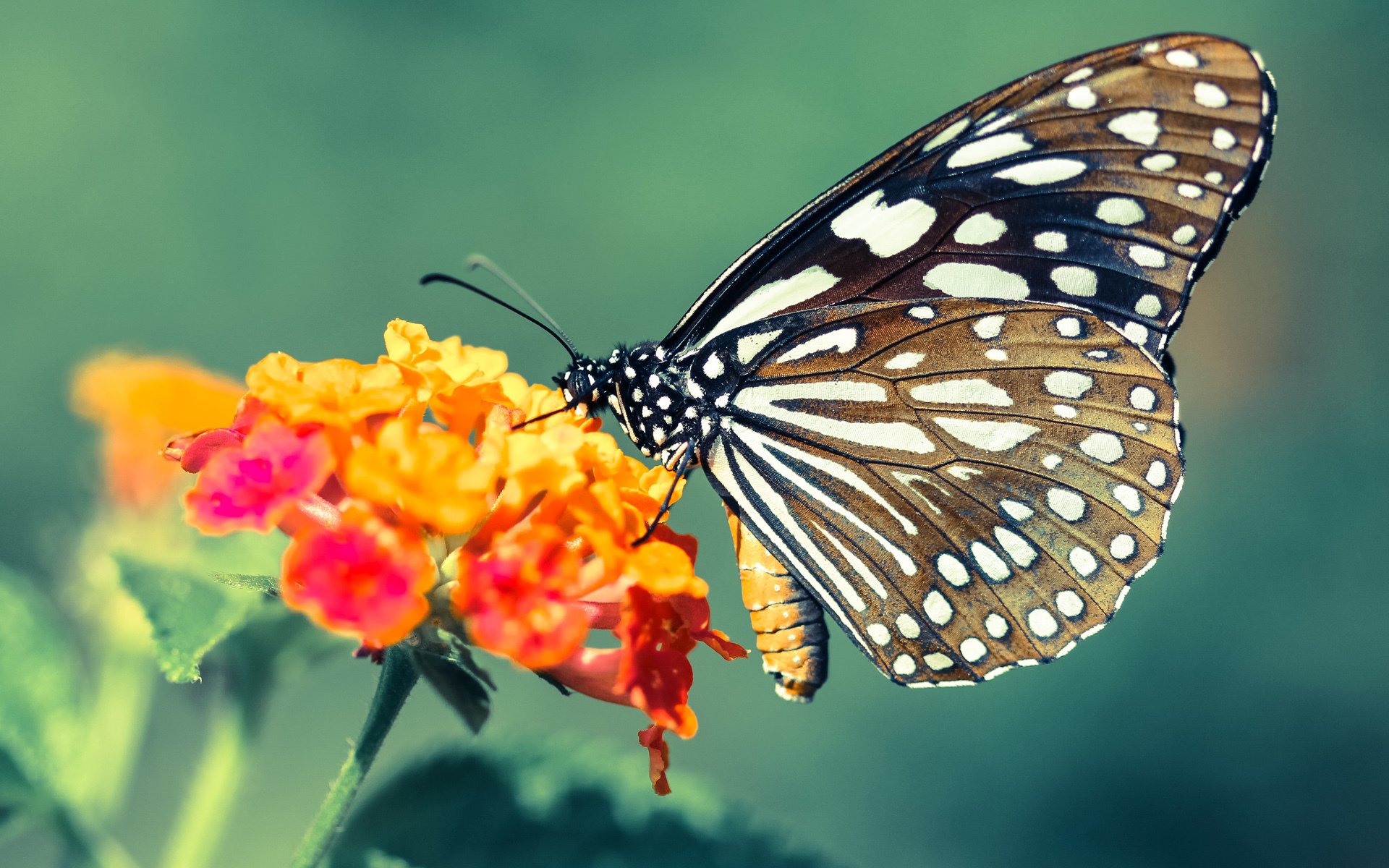 开云官网APP下载-广场舞成为全民健身的重要载体广场舞被列入国家非物质文化遗产名录