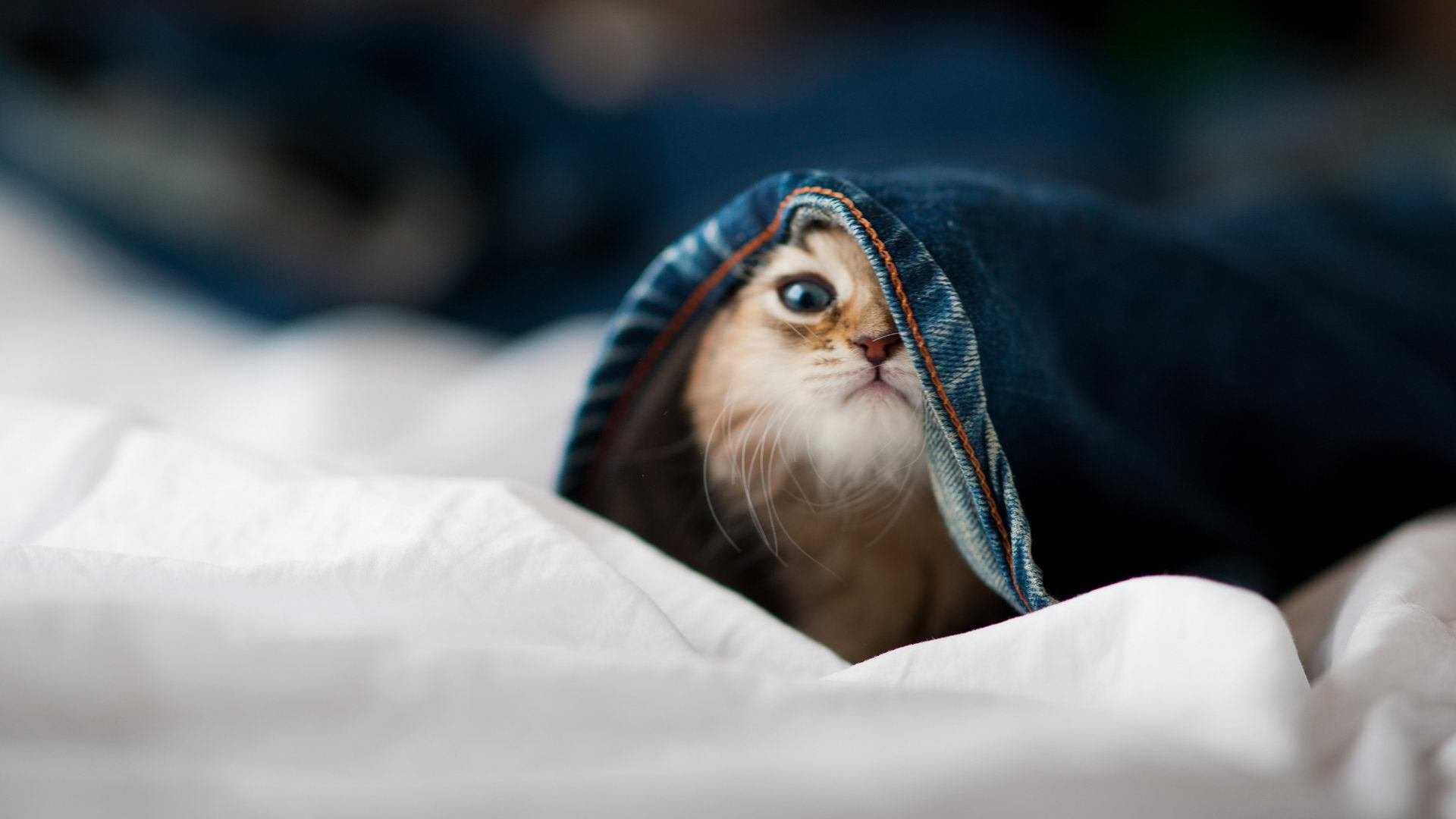 开云平台-体测标准改革推动体育教学创新，体育测试实施方案