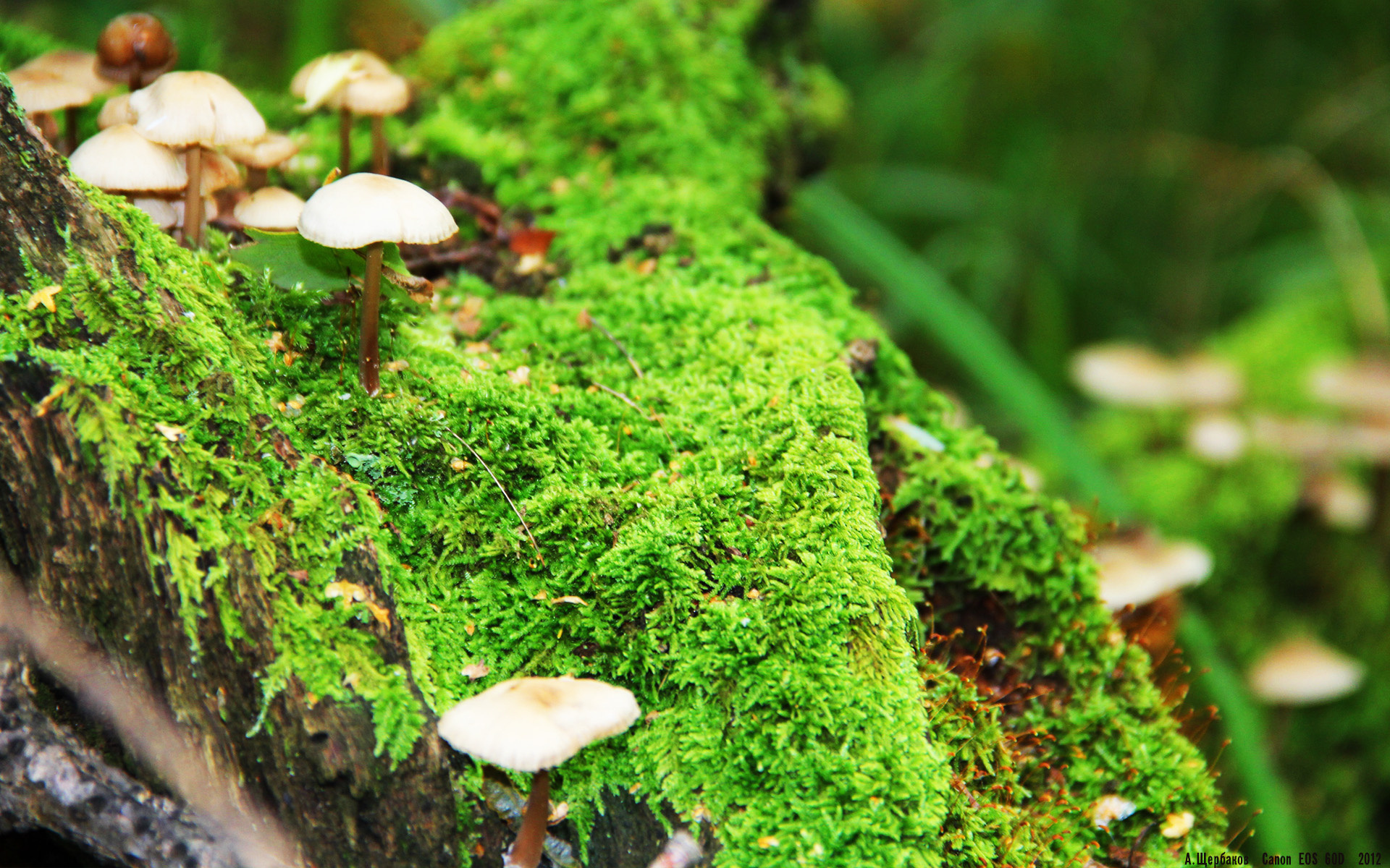 开云中国-埃及赛制解析：创新机制如何助力球员成长，埃及的比赛